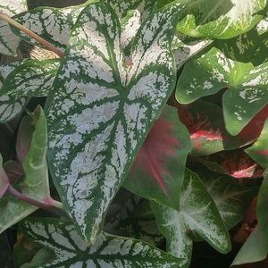 Meet your Posher, Talisa